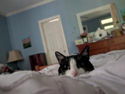 Lost Female Cat last seen Near Wilder Ridge Chapel Hill, Chapel Hill, NC 27517