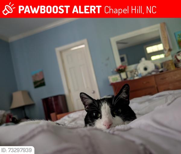 Lost Female Cat last seen Near Wilder Ridge Chapel Hill, Chapel Hill, NC 27517