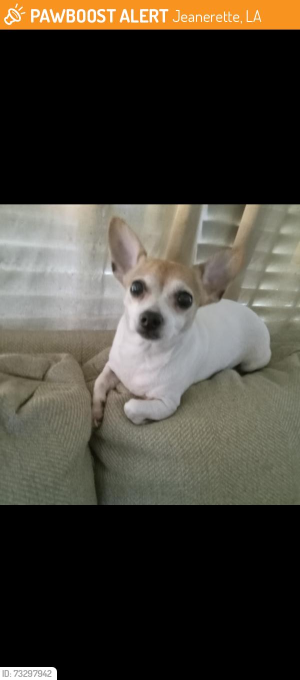 Found/Stray Unknown Dog last seen Main St, Jeanerette, LA 70544