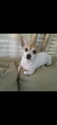 Found/Stray Unknown Dog last seen Main St, Jeanerette, LA 70544