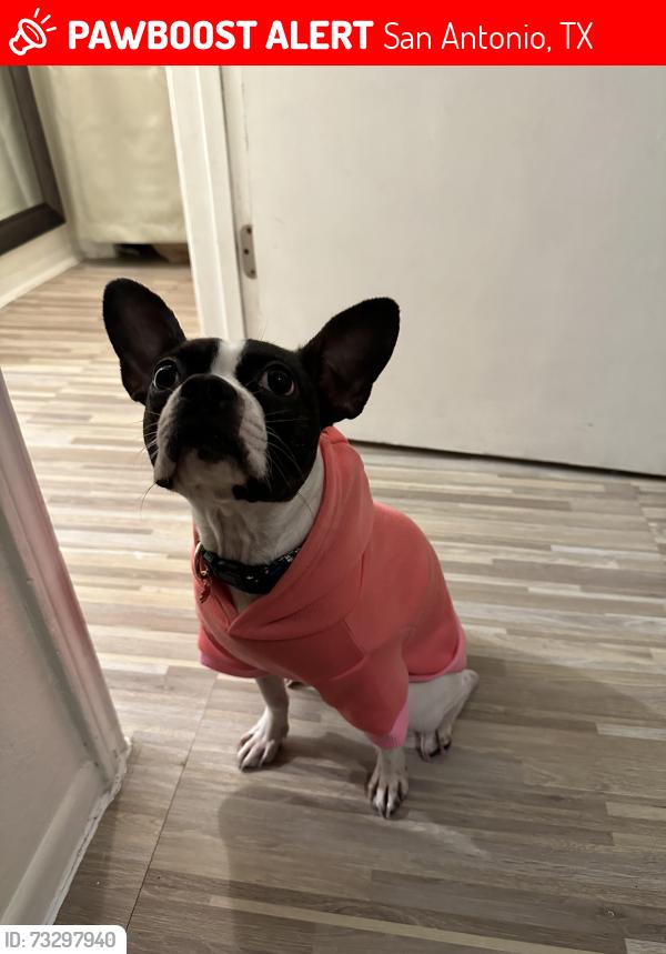 Lost Female Dog last seen Sam houston high school, San Antonio, TX 78220