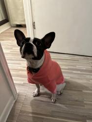 Lost Female Dog last seen Sam houston high school, San Antonio, TX 78220