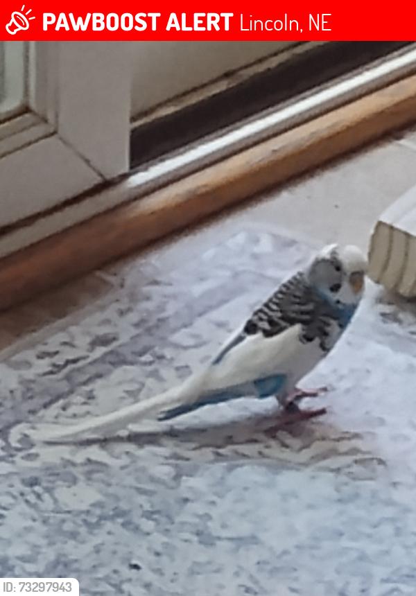 Lost Male Bird last seen SW 25th Street, 68522, Lincoln, NE 68508