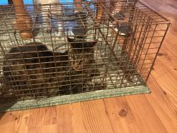 Reunited Male Cat last seen SW Railroad- Pine St, Youngsville, NC 27596