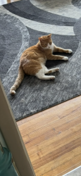 Lost Male Cat last seen FHS, Farmington, MI 48335