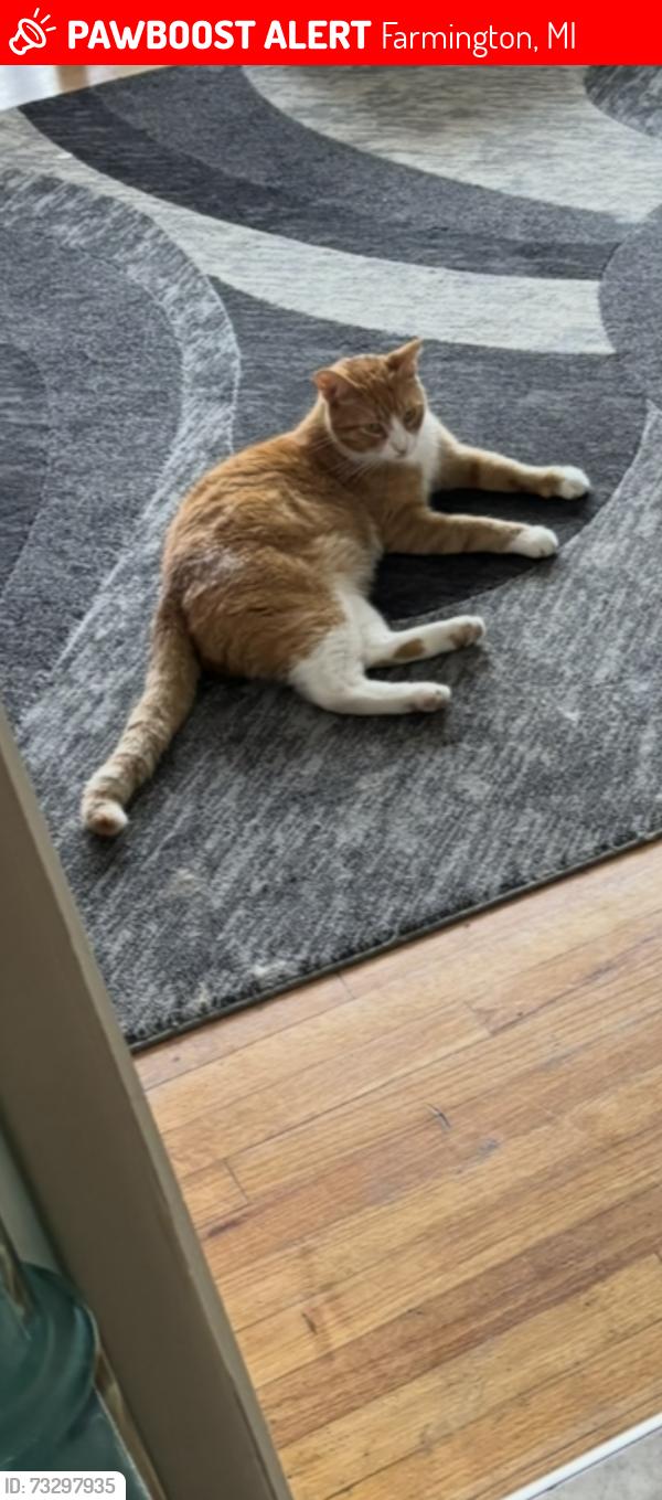 Lost Male Cat last seen FHS, Farmington, MI 48335
