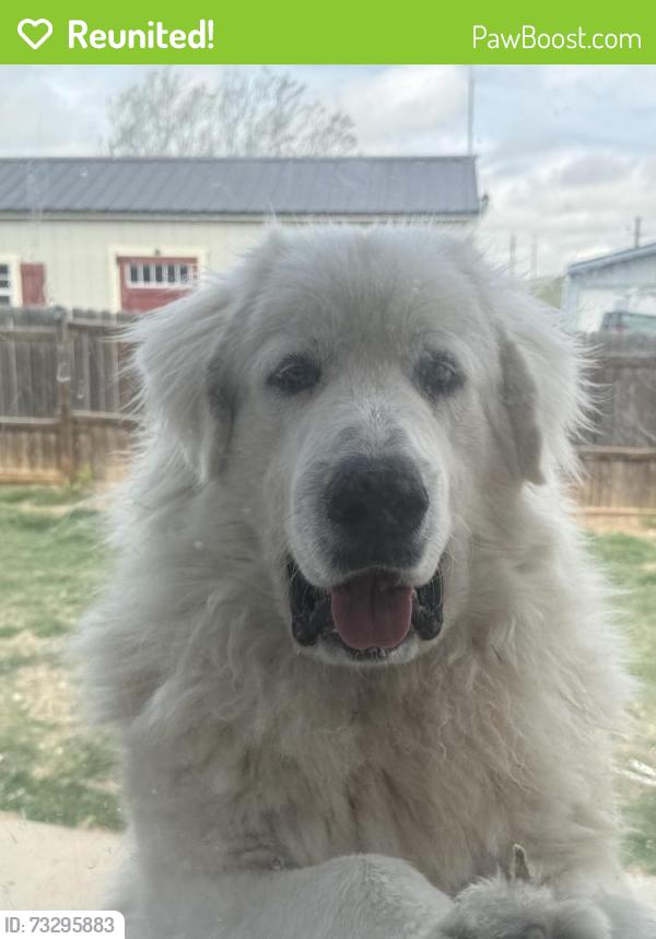 Reunited Male Dog last seen Draper rd and plum, Cheyenne, WY 82007