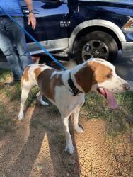 Reunited Male Dog last seen Wakefield Pines Dr & Sargas St, Raleigh, NC 27614, USA, Raleigh, NC 27614