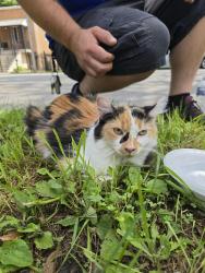 Found/Stray Female Cat last seen Bridgeport Art Center, Chicago, IL 60608