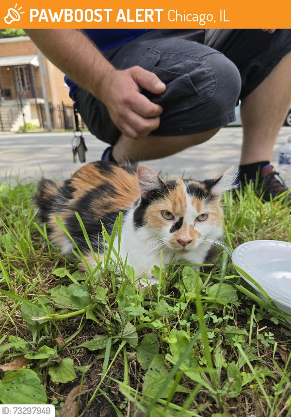 Found/Stray Female Cat last seen Bridgeport Art Center, Chicago, IL 60608