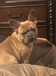 Reunited Female Dog last seen Near the bridge, Cooley Bridge Rd, SC 29669
