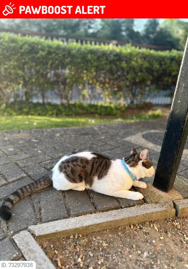 Lost Male Cat last seen Roundwood park, Greater London, England NW10 3RP