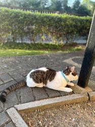 Lost Male Cat last seen Roundwood park, Greater London, England NW10 3RP
