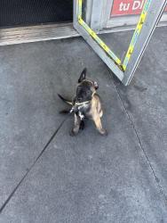 Lost Male Dog last seen Fairgrove Ave Aldgate Ave, La Puente, CA 91744