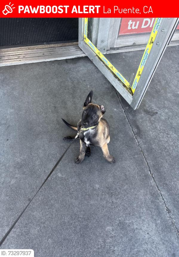 Lost Male Dog last seen Fairgrove Ave Aldgate Ave, La Puente, CA 91744