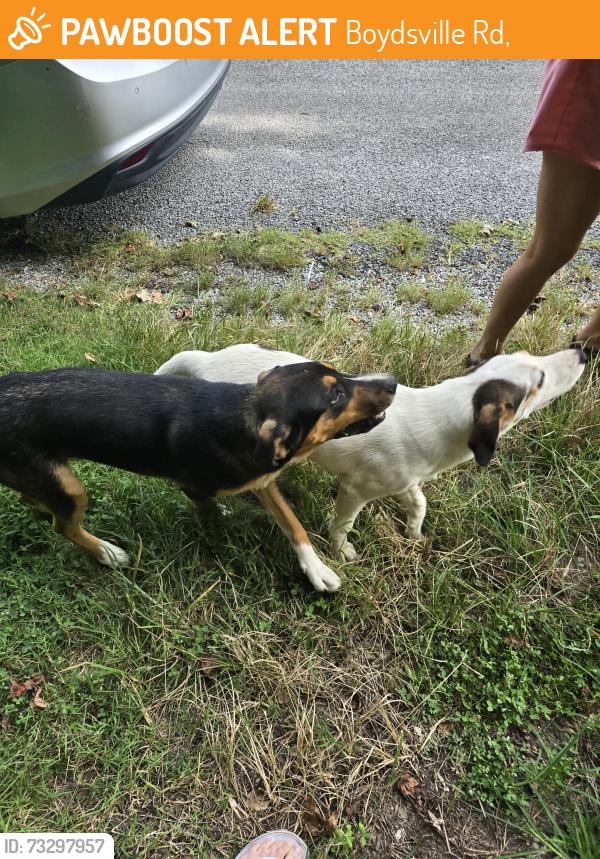 Found/Stray Male Dog last seen Near, Dresden, TN 38225
