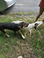 Found/Stray Male Dog last seen Near, Dresden, TN 38225
