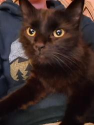 Lost Female Cat last seen Hamby Street near clayton high, Clayton, NC 27520