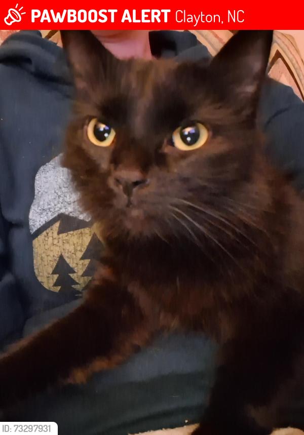 Lost Female Cat last seen Hamby Street near clayton high, Clayton, NC 27520