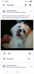 Lost Male Dog last seen Kirnwood and interstate 35, Dallas, TX 75241
