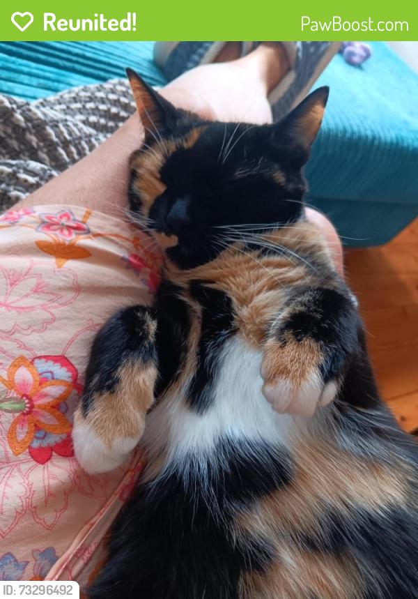 Reunited Female Cat last seen Derelict building on Victoria Park Drive South, Glasgow City, Scotland 