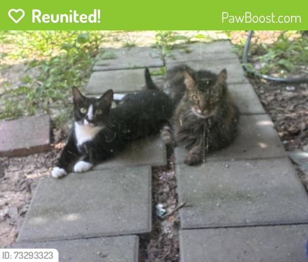 Reunited Female Cat last seen Cotton mill dr and Princeton st, Lake Ridge, VA 22192
