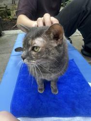 Found/Stray Unknown Cat last seen Near mount pleasant cemetery, Toronto, ON M4T 1T2