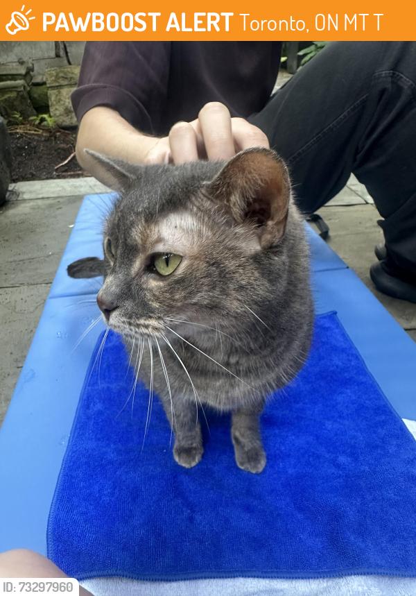 Found/Stray Unknown Cat last seen Near mount pleasant cemetery, Toronto, ON M4T 1T2