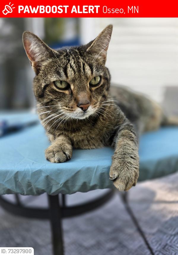 Lost Male Cat last seen Maple Grove, Osseo, MN 55311