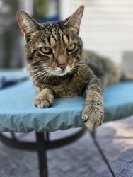 Lost Male Cat last seen Maple Grove, Osseo, MN 55311