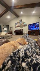 Reunited Female Dog last seen 14mile and Drake, Farmington Hills, MI 48331