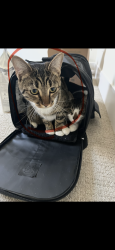 Lost Female Cat last seen Sacramento st, Auburn, CA 95603