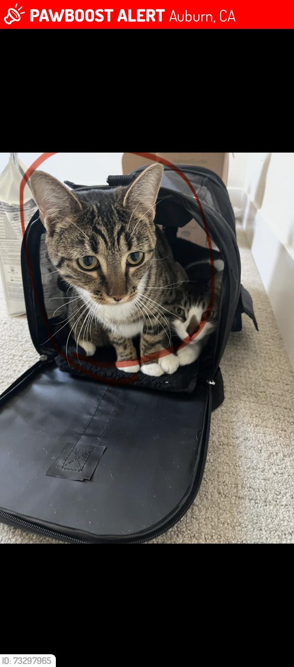 Lost Female Cat last seen Sacramento st, Auburn, CA 95603