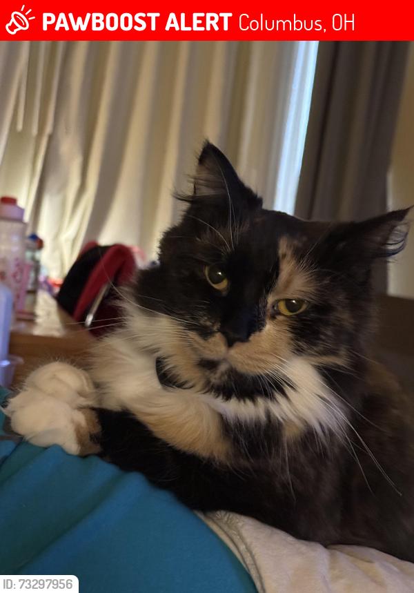 Lost Female Cat last seen Stauffer Road, Columbus, OH 43235