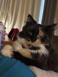 Lost Female Cat last seen Stauffer Road, Columbus, OH 43235