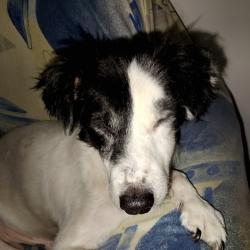 Lost Male Dog last seen Trav. Rua Itamonte, Parque Edu Chaves, SP 02230-070