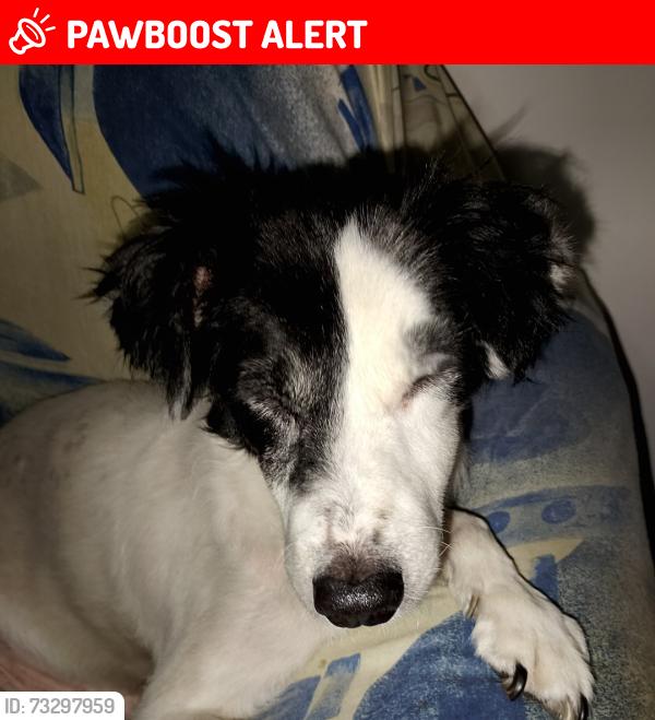 Lost Male Dog last seen Trav. Rua Itamonte, Parque Edu Chaves, SP 02230-070