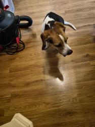 Reunited Male Dog last seen Tower Bridge and Westminister, Pearland, TX 77581