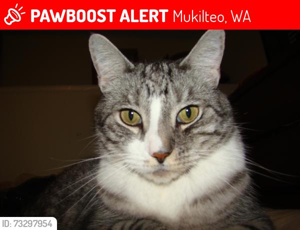 Lost Male Cat last seen Mukilteo Elementary School, Mukilteo, WA 98275