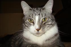Lost Male Cat last seen Mukilteo Elementary School, Mukilteo, WA 98275