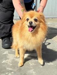 Shelter Stray Male Dog last seen Near BLOCK PAYNE STREET, 3528 Newburg Rd, Louisville, KY 40218, USA