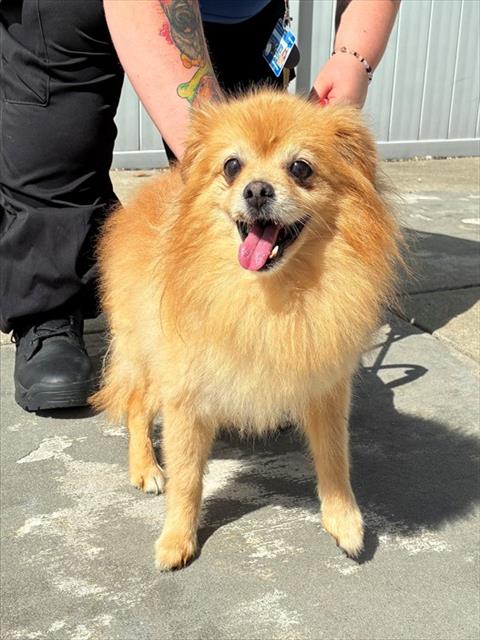 Shelter Stray Male Dog last seen Near BLOCK PAYNE STREET, 3528 Newburg Rd, Louisville, KY 40218, USA