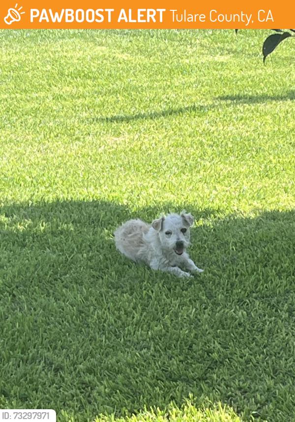 Found/Stray Male Dog last seen South Pratt and west wade ave., Tulare county, Tulare County, CA 93274