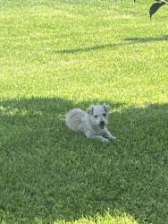 Found/Stray Male Dog last seen South Pratt and west wade ave., Tulare county, Tulare County, CA 93274