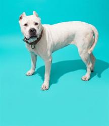 Shelter Stray Female Dog last seen ROOSEVELT BLVD, 2020 Forest St, Jacksonville, FL 32204, USA