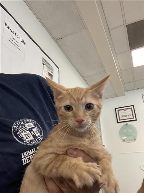 Shelter Stray Male Cat last seen , 14409 Vanowen St, Van Nuys, CA 91405, USA