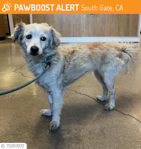 Found/Stray Female Dog last seen Southern Ave, South Gate, CA 90280