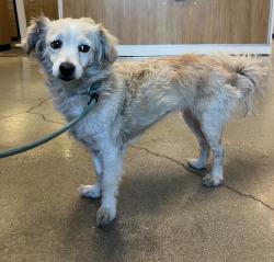 Found/Stray Female Dog last seen Southern Ave, South Gate, CA 90280