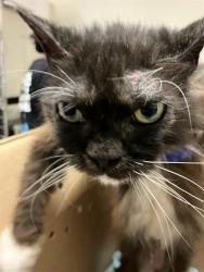 Shelter Stray Female Cat last seen Near BLOCK BLCK TEMPLE AVE, LONG BEACH, CA 90804, 7700 E Spring St, Long Beach, CA 90815, USA