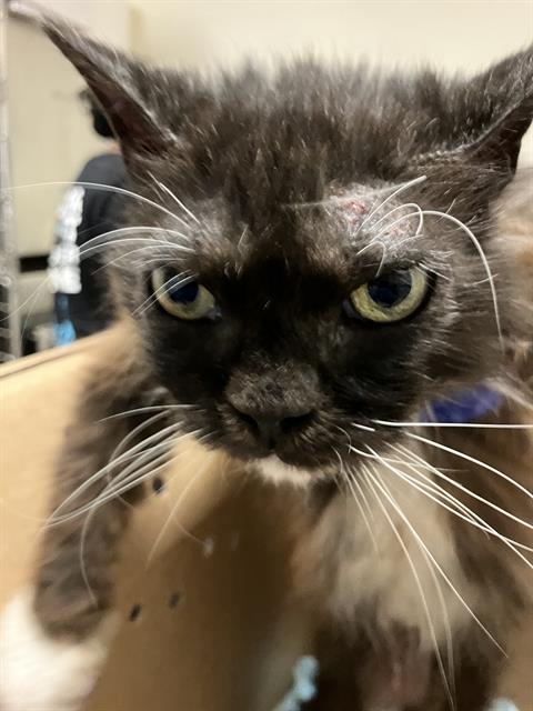Shelter Stray Female Cat last seen Near BLOCK BLCK TEMPLE AVE, LONG BEACH, CA 90804, 7700 E Spring St, Long Beach, CA 90815, USA